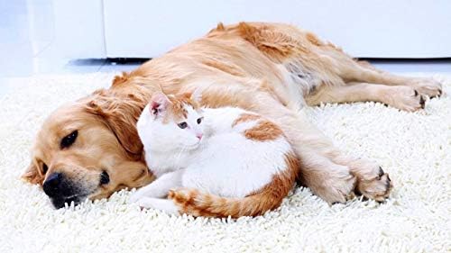 cat Urinarno zdravlje-PET zdrav urinarni kompleks-psi i mačke - prirodni-preporučuje se veterinari-pilule od brusnice za mačke - 1