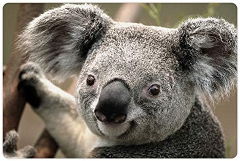 Lunarable Koala prostirka za kućne ljubimce za hranu i vodu, krupni plan velikih ušiju male oči životinja koja drži prirodu stabla, pravougaona neklizajuća gumena prostirka za pse i mačke, višebojna