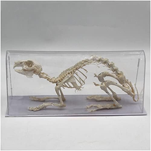 KH66ZKY Model skeleta - zečje kopiju kosti - taksidermijski materijal Art Bone Veterinar u Medicina 1: 1 Veterinarska nastavna bara